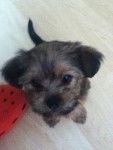 Mia - Yorkshire Terrier (5 mois)