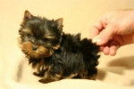 cotton - Yorkshire Terrier (5 mois)