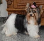 Ysi - Yorkshire Terrier (1 an)