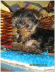 Lili - Yorkshire Terrier (3 mois)