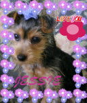 Jessie - Yorkshire Terrier (2 ans)