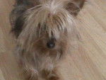 Sasha - Yorkshire Terrier (4 ans)