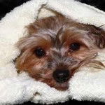 my dog max and mambo - Yorkshire Terrier Mâle (4 ans)