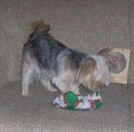 Sassy - Yorkshire Terrier (4 ans)