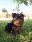 Duque - Yorkshire Terrier Mâle (4 mois)