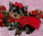 patyy - Yorkshire Terrier (2 mois)