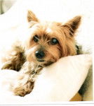 Chouchou - Yorkshire Terrier Mâle (1 an)