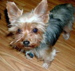 Choupy - Yorkshire Terrier Mâle (2 ans)