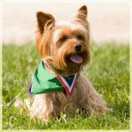 Malice - Yorkshire Terrier (13 ans)
