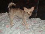 Piojo - Yorkshire Terrier (1 an)