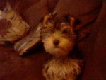 Millie - Yorkshire Terrier (1 an)