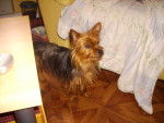 badaboum - Yorkshire Terrier (3 ans)
