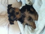 Happy - Yorkshire Terrier (7 mois)