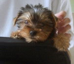 disco(bébé) - Yorkshire Terrier Mâle (3 mois)