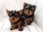 Poncho y Beba - Yorkshire Terrier (2 mois)