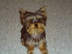 Pop Corn - Yorkshire Terrier Mâle (1 an)