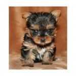 magy - Yorkshire Terrier (1 mois)