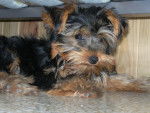 Guizmo - Yorkshire Terrier Mâle (6 mois)