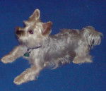 Spike - Yorkshire Terrier Mâle (7 ans)