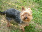 Nelly - Yorkshire Terrier (3 ans)