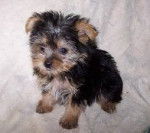 Midnight - Yorkshire Terrier Mâle (3 mois)