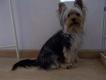Gibson - Yorkshire Terrier Mâle (11 mois)