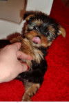 yina - Yorkshire Terrier (3 mois)