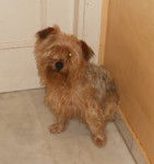 Gordi - Yorkshire Terrier Mâle