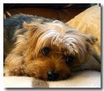 Amadeo - Yorkshire Terrier Mâle (5 ans)