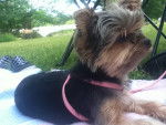 Pixie - Yorkshire Terrier