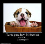 sarpindo - Yorkshire Terrier Mâle (14 ans)