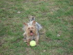 Maja - Yorkshire Terrier (3 ans)