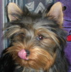 Guizmo léchouille - Yorkshire Terrier Mâle (6 mois)