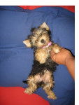 shalimar - Yorkshire Terrier (3 ans)