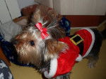 Nika - Yorkshire Terrier (1 an)