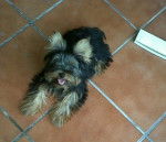 Teto - Yorkshire Terrier Mâle (1 an)