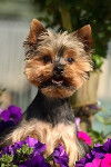 sarah decedee - Yorkshire Terrier