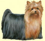 Cendy - Yorkshire Terrier (2 ans)