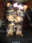 osito - Yorkshire Terrier Mâle (1 mois)