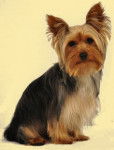dog - Yorkshire Terrier (2 mois)