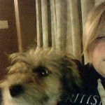 stella - Yorkshire Terrier (2 ans)