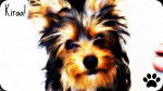 Kira - Yorkshire Terrier (4 mois)