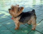 Tigre - Yorkshire Terrier Mâle (7 mois)