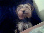 malika - Yorkshire Terrier (1 an)