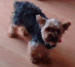 lilou - Yorkshire Terrier