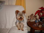 zurtan - Yorkshire Terrier Mâle (6 ans)