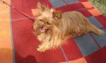 Desi - Yorkshire Terrier (4 mois)