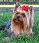 megane - Yorkshire Terrier (4 ans)