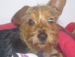 ice tea mon chien - Yorkshire Terrier Mâle (10 mois)