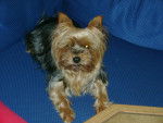 jenny - Yorkshire Terrier (13 ans)